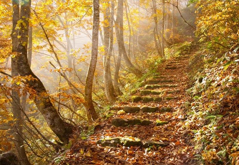 autumn+leaves,+japan