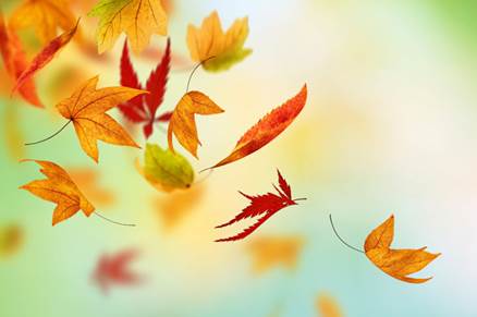 http://www.boraszportal.hu/upload/kepek/2013_10/oszuto.jpg