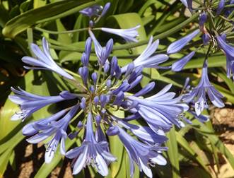 Kk, Kk Liliom, Liliom, Agapanthus, Kivirul, Virg