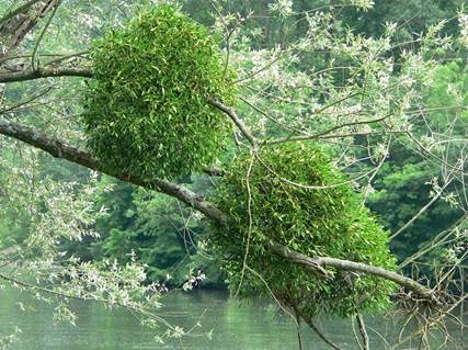 Nguyễn Hồng Nhung fnykpe.