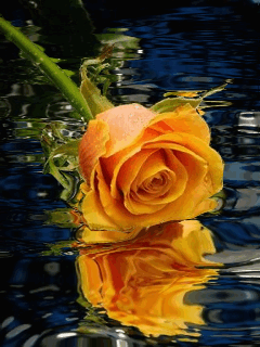 http://gyaszkepek.lapunk.hu/tarhely/gyaszkepek/kepek/www_tvn_hu_66af02f2c159a4bbe697652ae9605aa4.gif