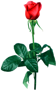 http://s3.images.www.tvn.hu/2010/12/19/20/54/www.tvn.hu_c677784b24f33546486366fc5c6afdfe.png
