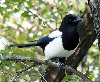 Résultat de recherche d'images pour "kasasagi bird"