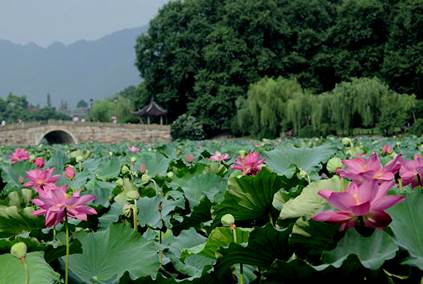 http://www.e-asianmarket.com/asia/hangzhouxifu33.jpg