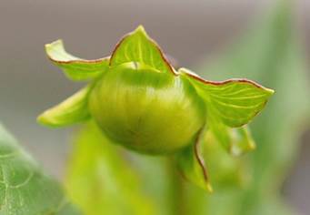 青いトマトのようなダリアの蕾
