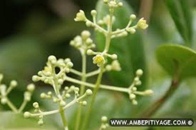 Image result for Cinnamon flower