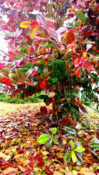WP_20140630 Qut L 002.jpg