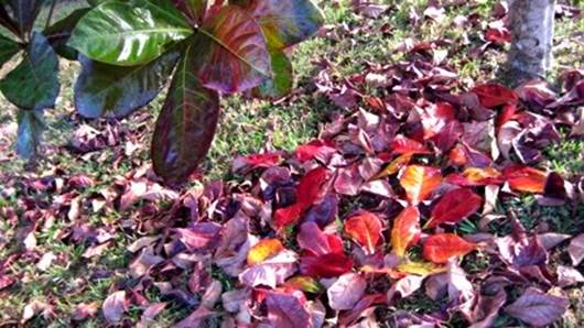 http://i879.photobucket.com/albums/ab356/chutluulai/tuy_but/image007.jpg